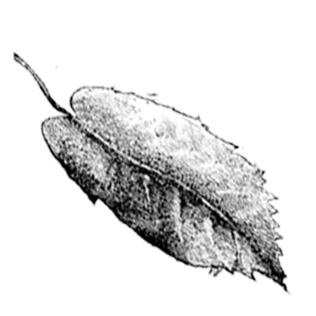 #2355 - Leaf - Nature